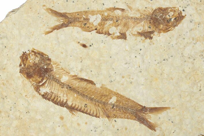 Fossil Fish (Knightia) Mortality Plate - Wyoming #339049
